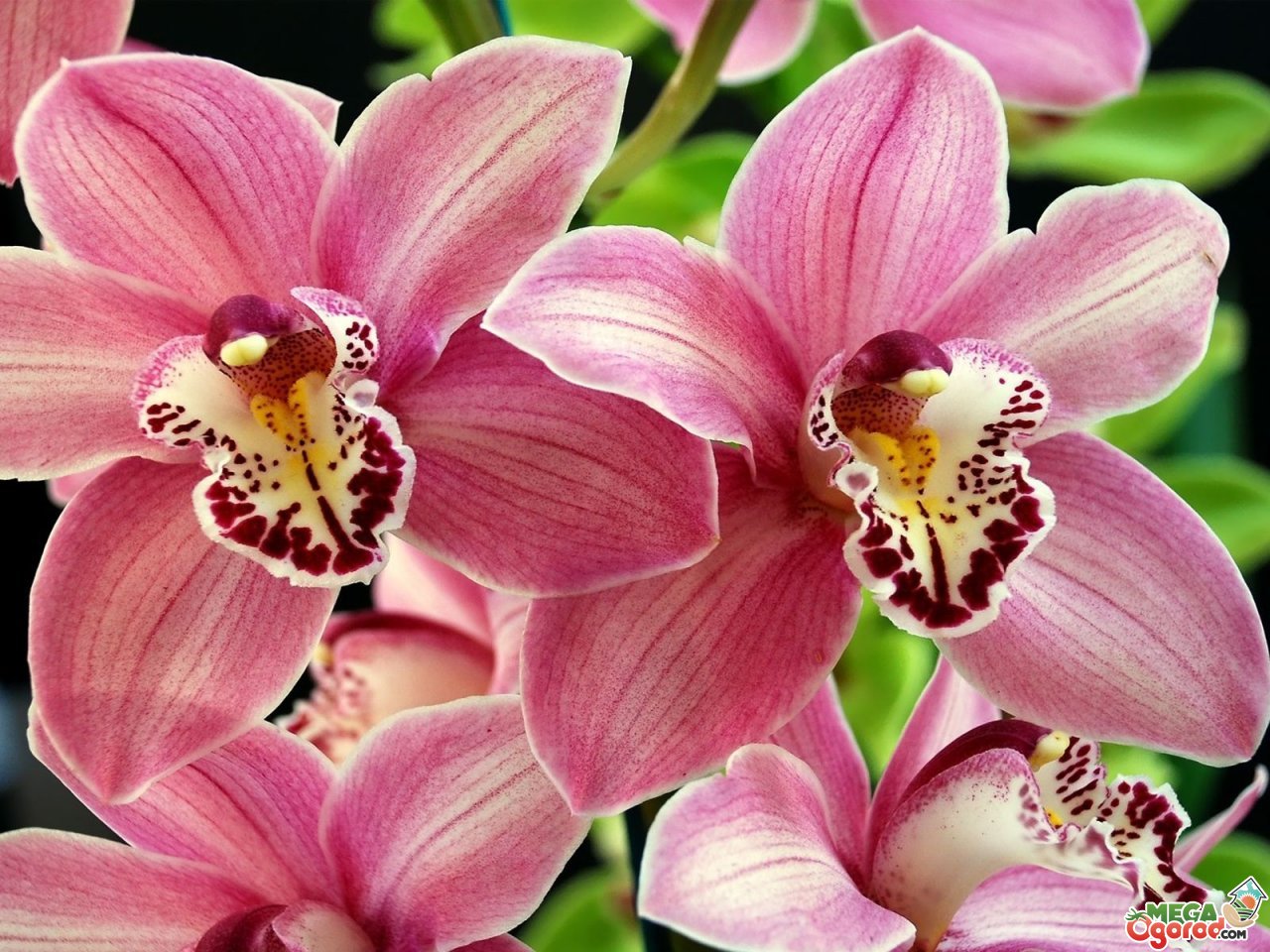 Орхидея: уход за ней, размножение, особенности и разновидности цветка