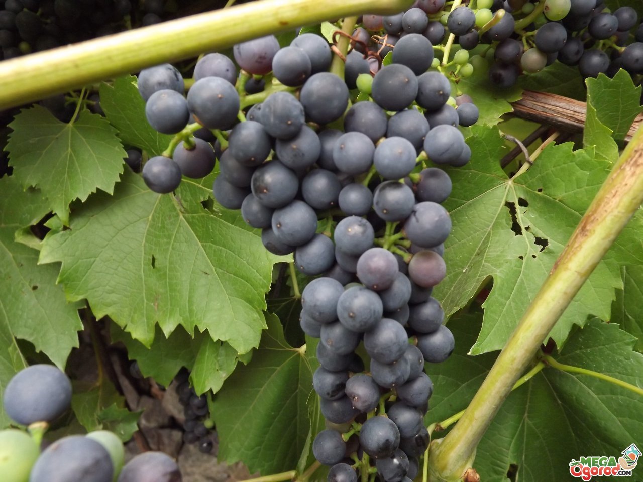 Сорт черная Жемчужина виноград