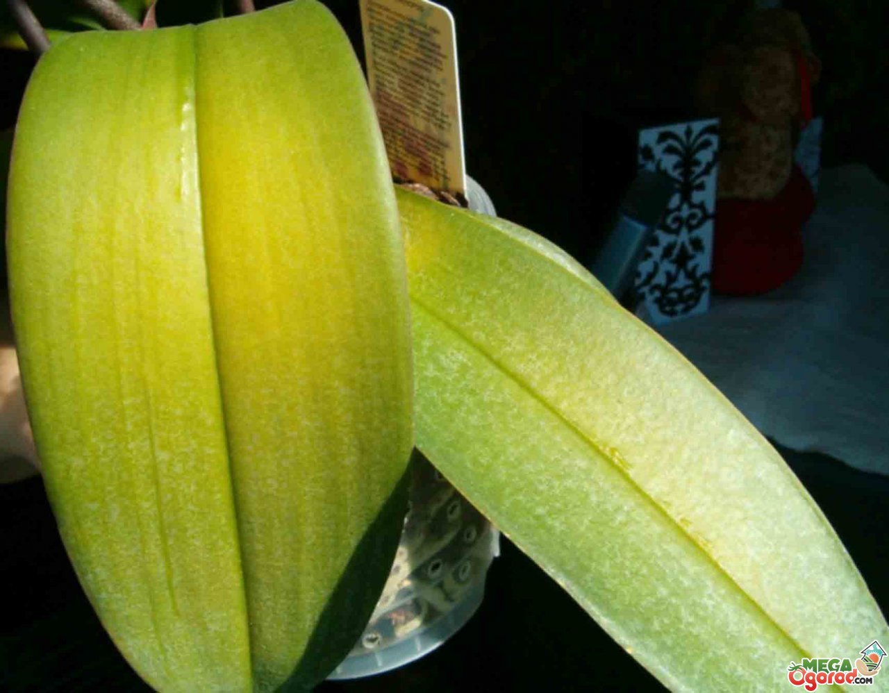 Почему орхидея перестает расти