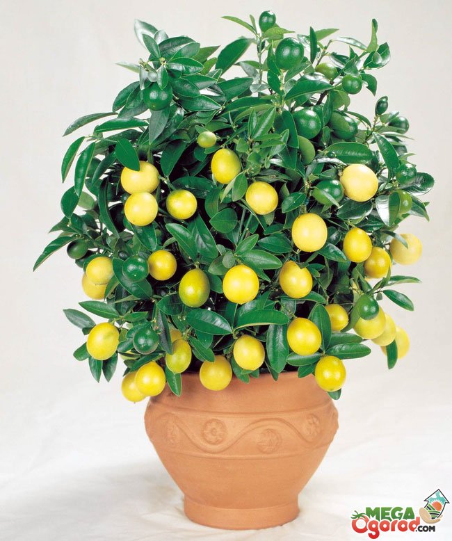 Секреты выращивания и ухода за лимонным деревом в горшке в домашних условиях
