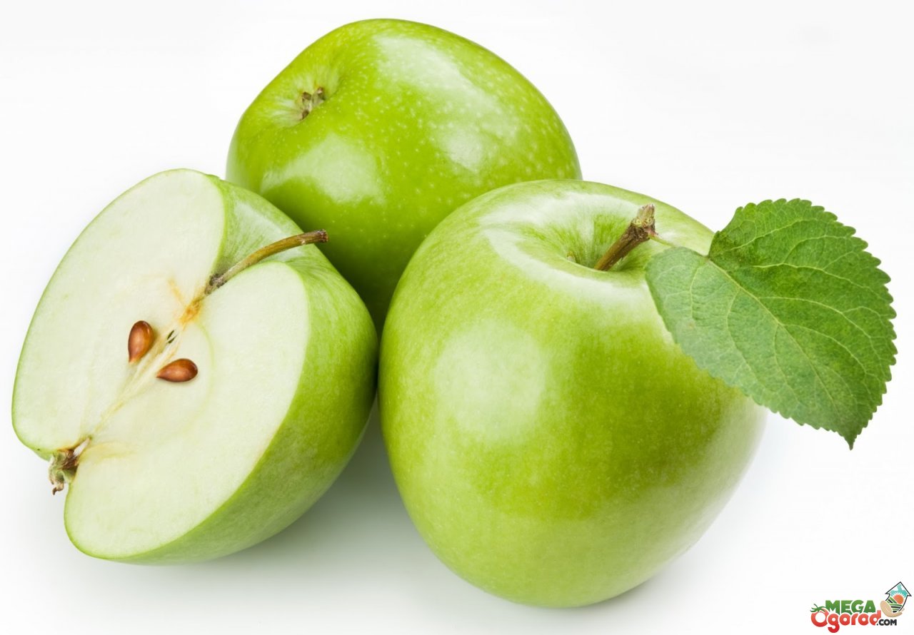 Зеленые яблоки: самые популярные сорта и правила их выращивания