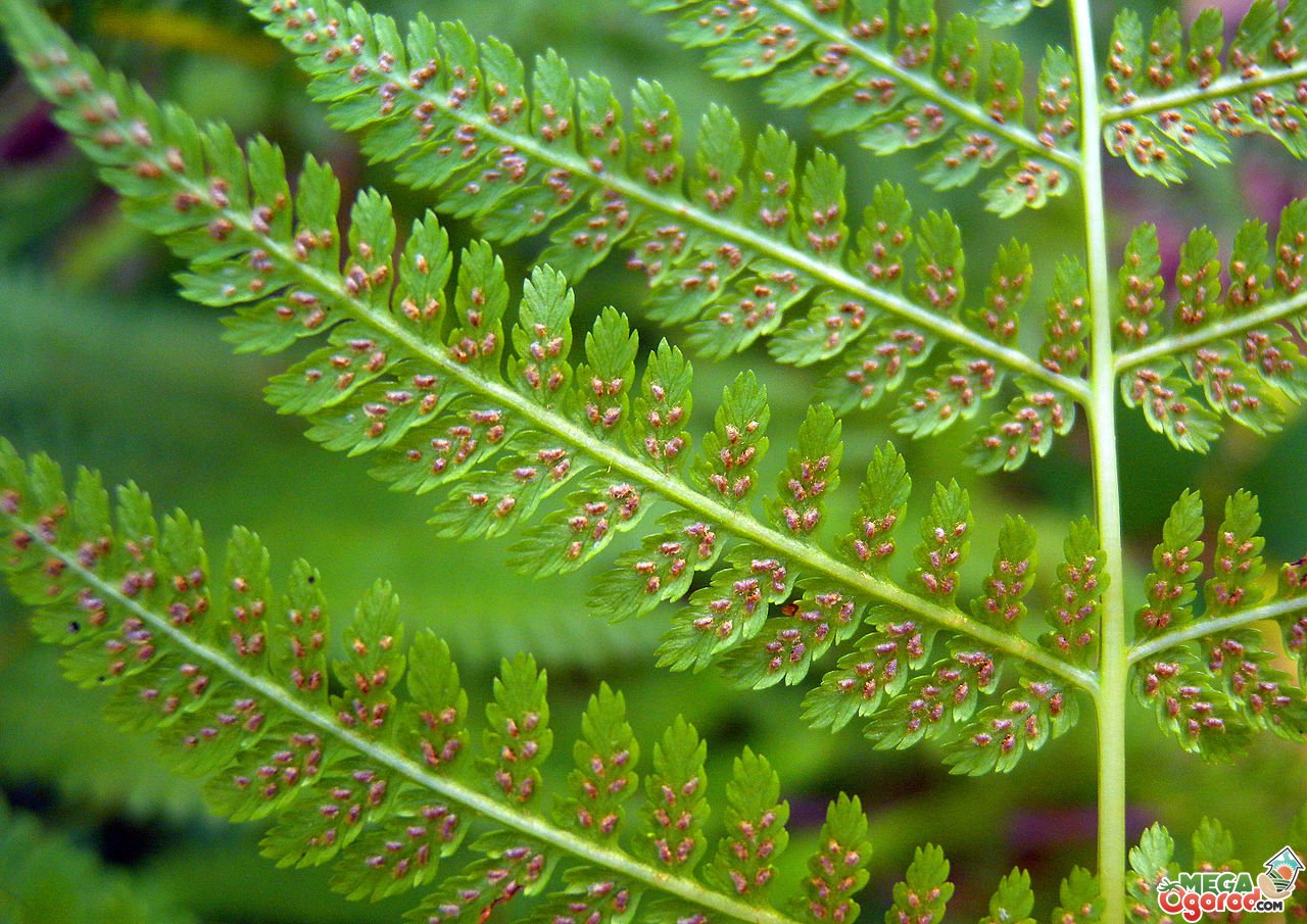 Папоротник Athyrium filix-Femina