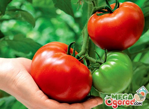 Индетерминантные сорта томатов для теплиц: особенности и описание сортов