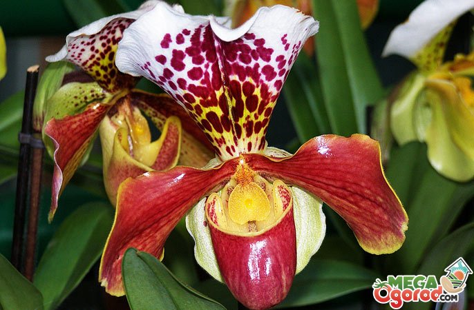 Как посадить орхидею из Вьетнама из луковицы?