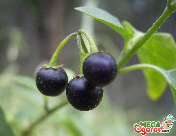 черные ягоды на огороде