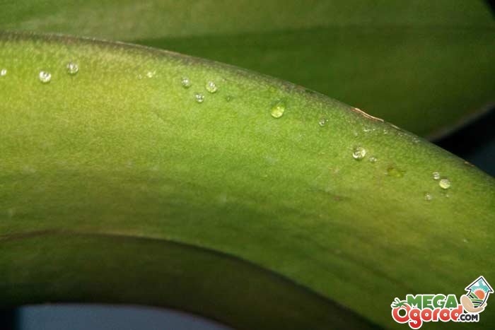 Что делать, если на орхидее появились липкие капли: это поможет спасти растение