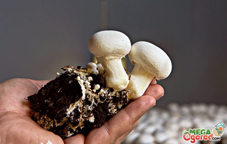Как выращивать грибы: шампиньоны в домашних условиях