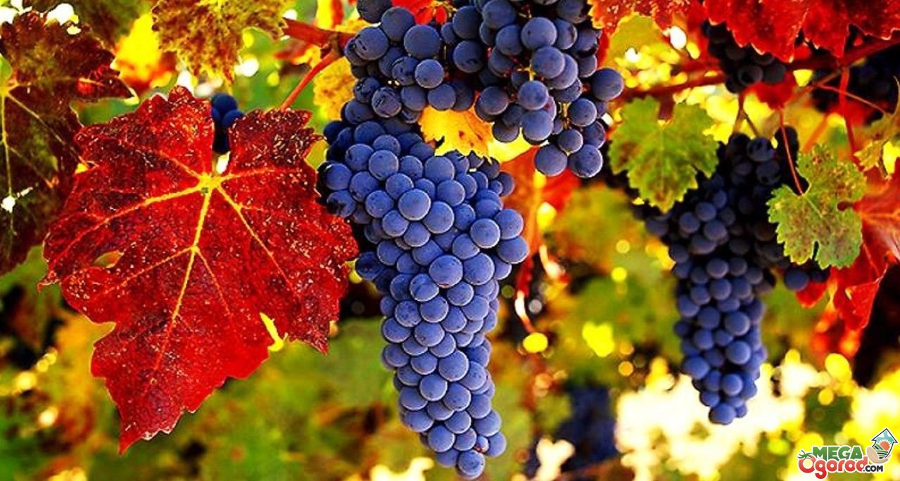  сделать виноградник своими руками правильно, материалы, фото