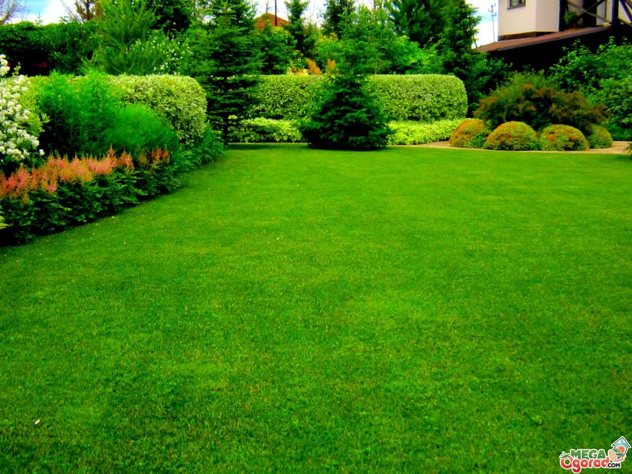 Как посеять газон правильно: полезные советы и инструкция в 4 шага