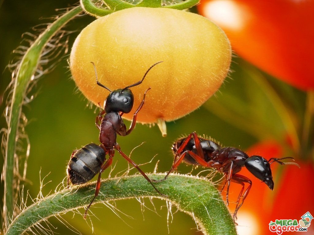 Как избавиться от муравьёв в огороде и саду