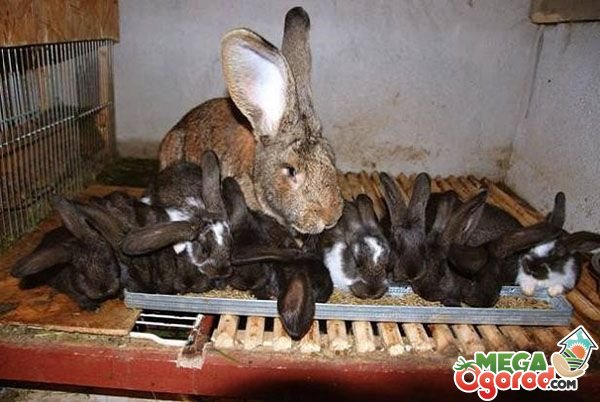 Кролики: особенности содержания и разведения