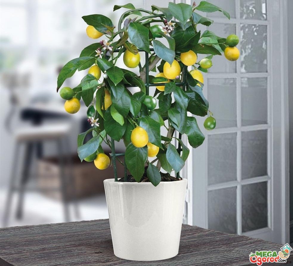 Лимон Дерево В Домашних Условиях Фото