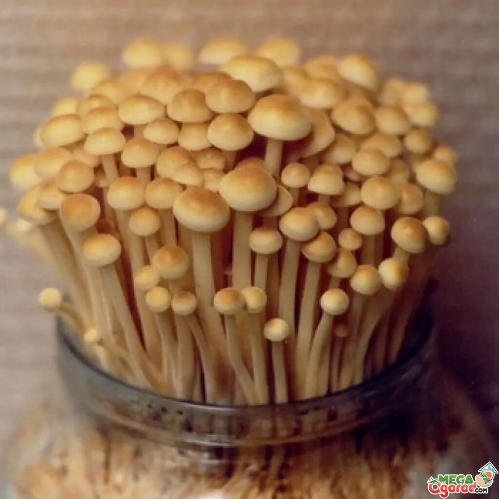 Shroomok | Выращиваем грибы дома