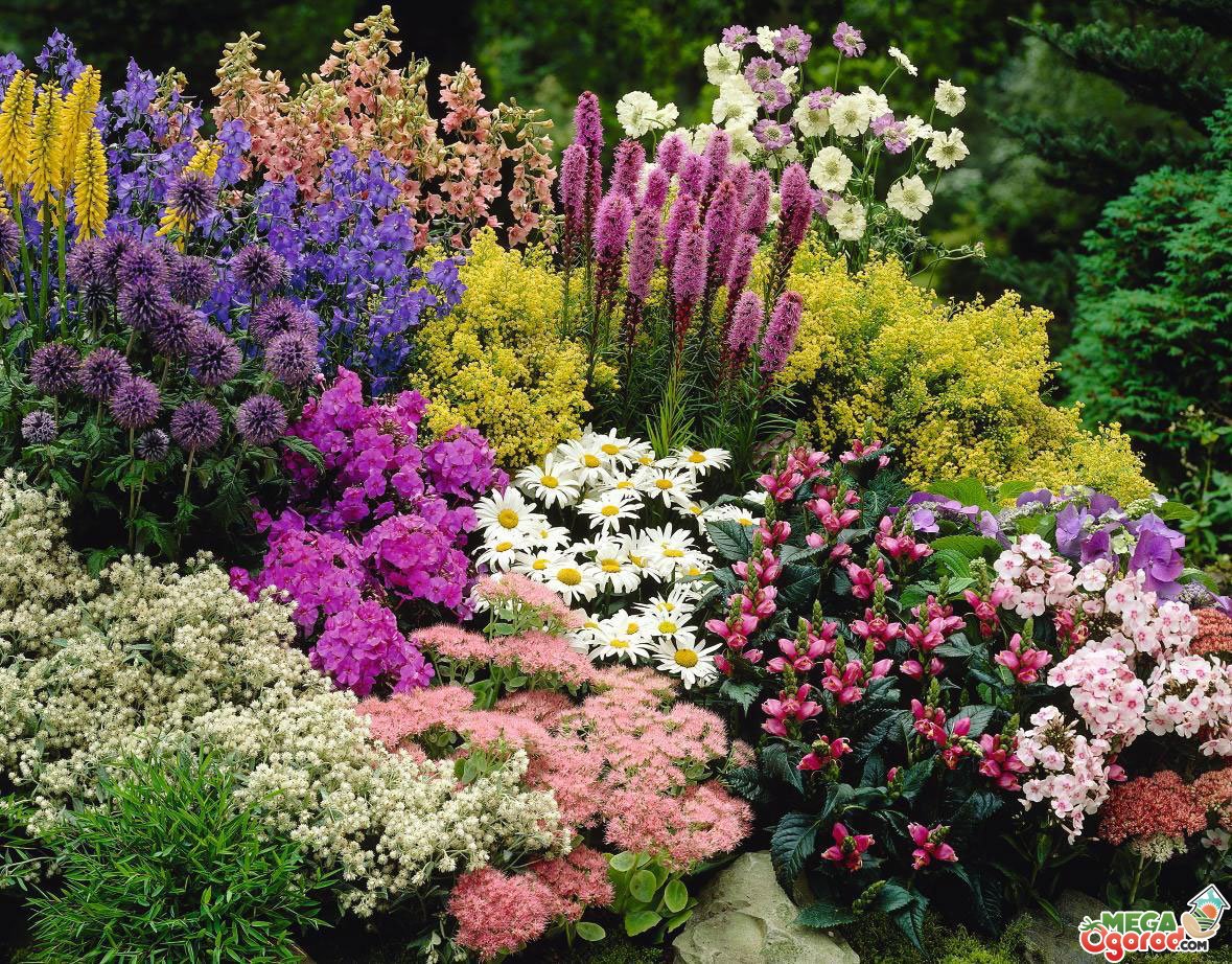 Цветы Для Дачи Цветущие Все Фото